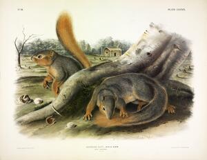 Says Squirrel
