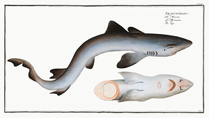 School Shark