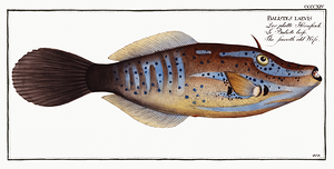 Scrawled Broomtail Filefish