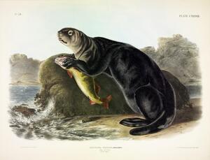 Sea Otter