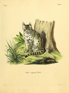 Serval