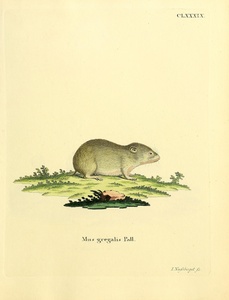 Short Tailed Field Vole