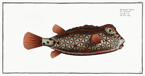 Shortnose Boxfish