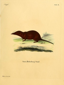 Shrew