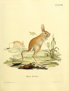 Siberian Jerboa