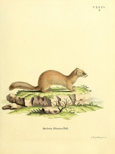 Siberian Weasel