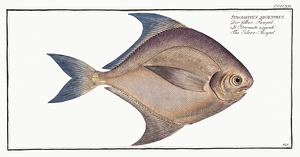 Silver Pomfret