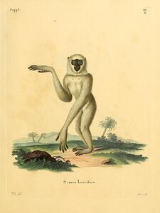 Silvery Javan Gibbon