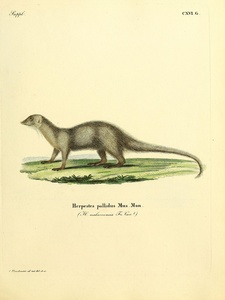 Small Indian Mongoose