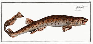 Small Spotted Catshark Sandy Dogfish