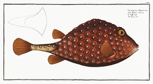 Smooth Trunkfish
