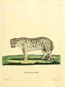 Snow Leopard