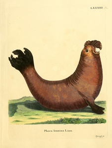 Southern Elephant Seal