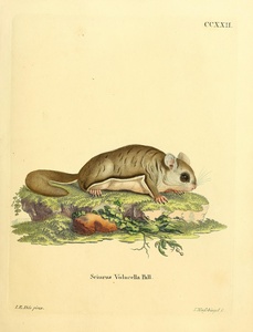 Southern Flying Squirrel