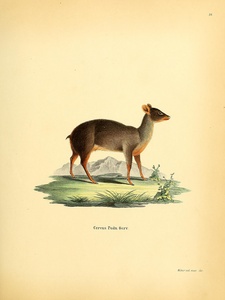 Southern Pudu