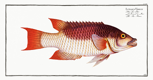 Spanish Hogfish