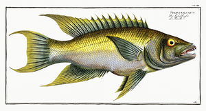 Spanish Hogfish 2