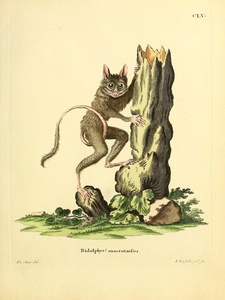 Spectral Tarsier