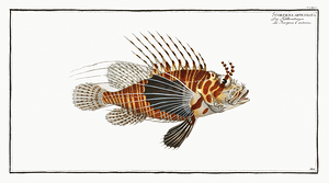 Spotfin Banded Lionfish