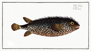 Spotfin Burrfish