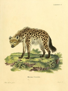 Spotted Hyena