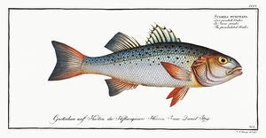 Spotted Seabass 2