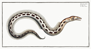 Spotted Snake Eel