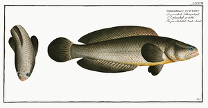 Spotted Snakehead