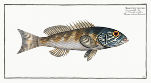 Squirrelfish