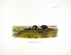 Star Nose Mole