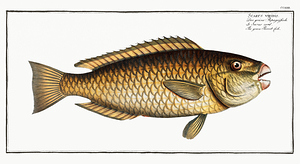 Stoplight Parrotfish Print