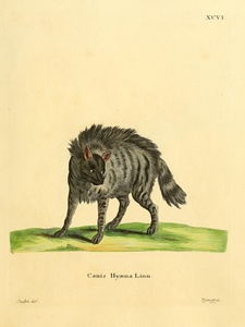 Striped Hyena