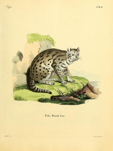 Sunda Clouded Leopard