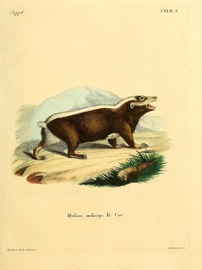 Sunda Stink Badger