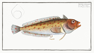 Super Highfin Klipfish