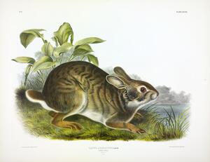 Swamp Hare