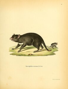 Tasmanian Devil