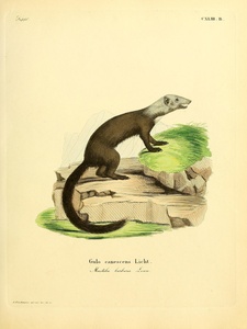 Tayra