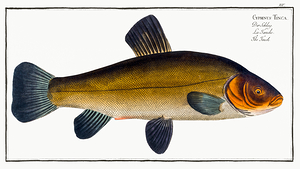 Tench Doctor Fish