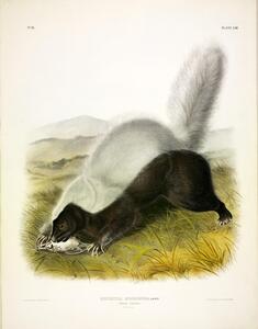 Texan Skunk
