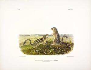 Thirteen Lined Ground Squirrel