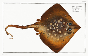 Thornback Skate Ray