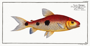 Three Spot Leporinus