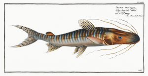 Tiger Shovelnose Catfish