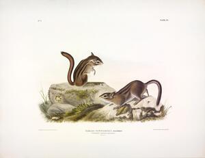 Townsend s Ground Squirrel