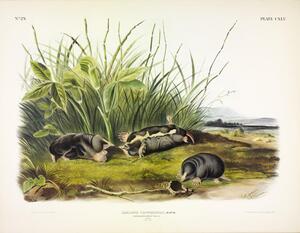 Townsend s Shrew Mole
