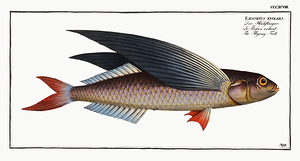 Tropical Two Wing Flyingfish