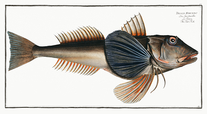 Tub Sapphirine Gurnard Tubfish