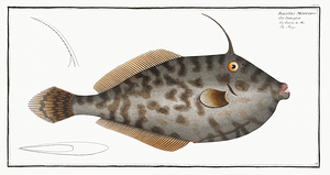 Unicorn Leatherjacket