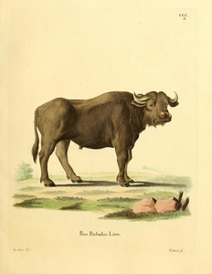Water Buffalo